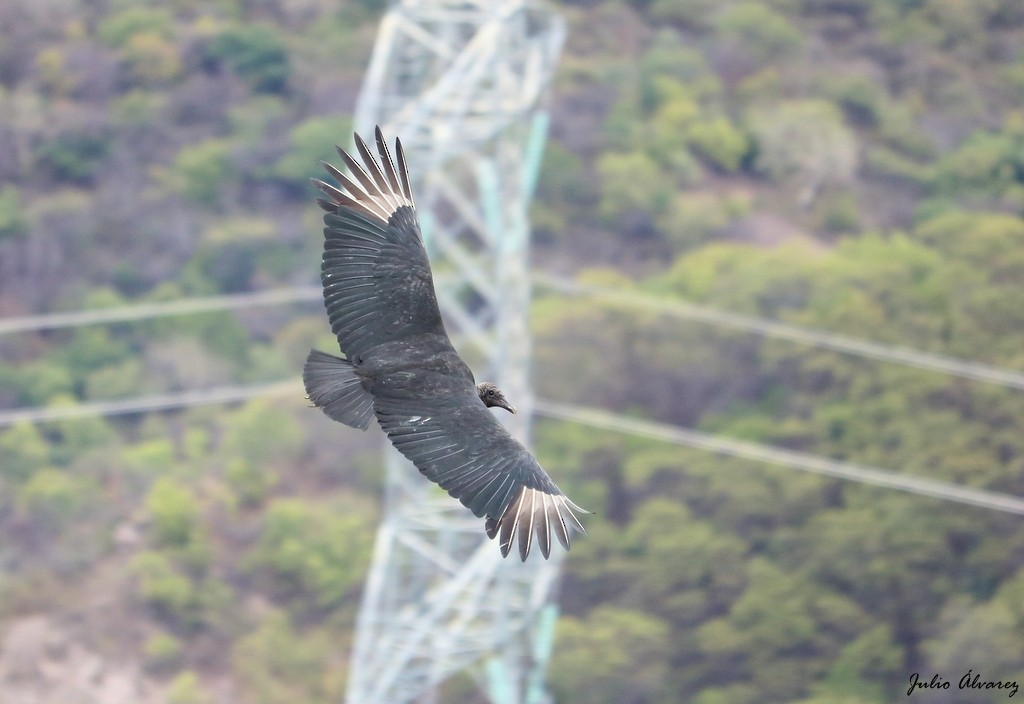 Black Vulture - Julio Alejandro Alvarez Ruiz