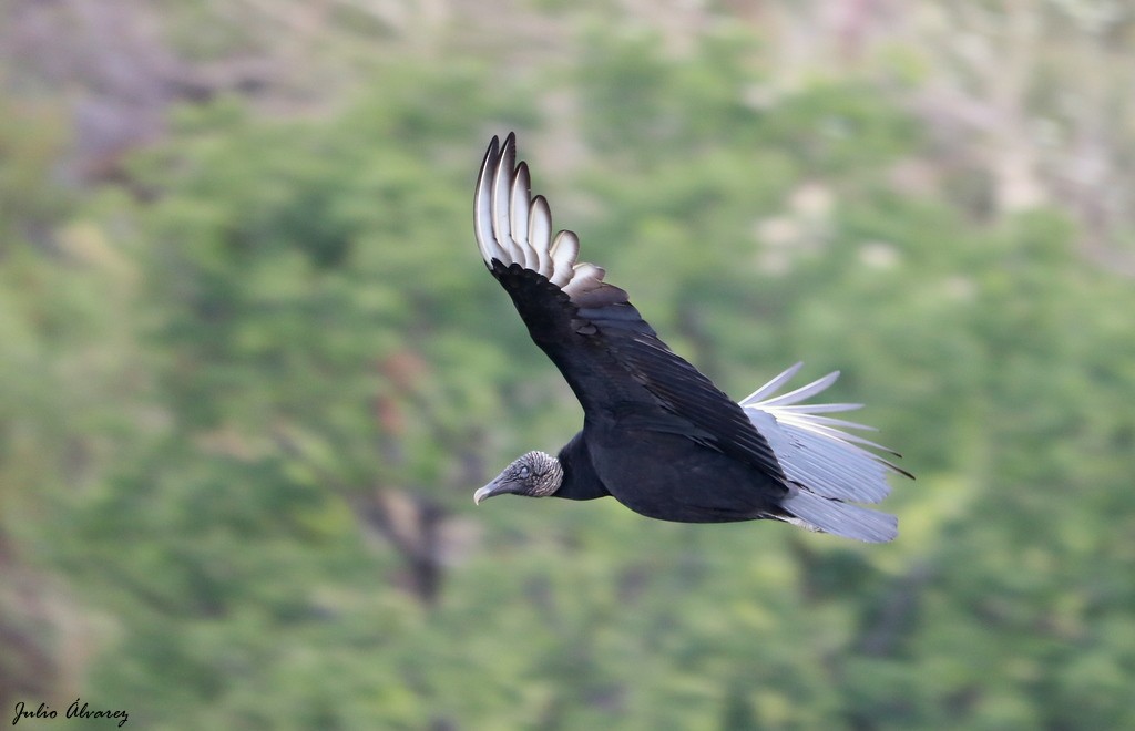 Black Vulture - Julio Alejandro Alvarez Ruiz