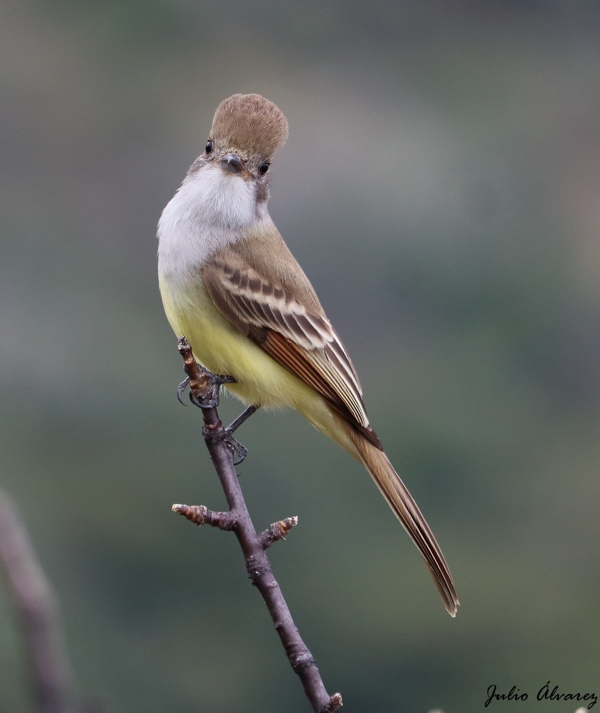 Nutting's Flycatcher - Julio Alejandro Alvarez Ruiz