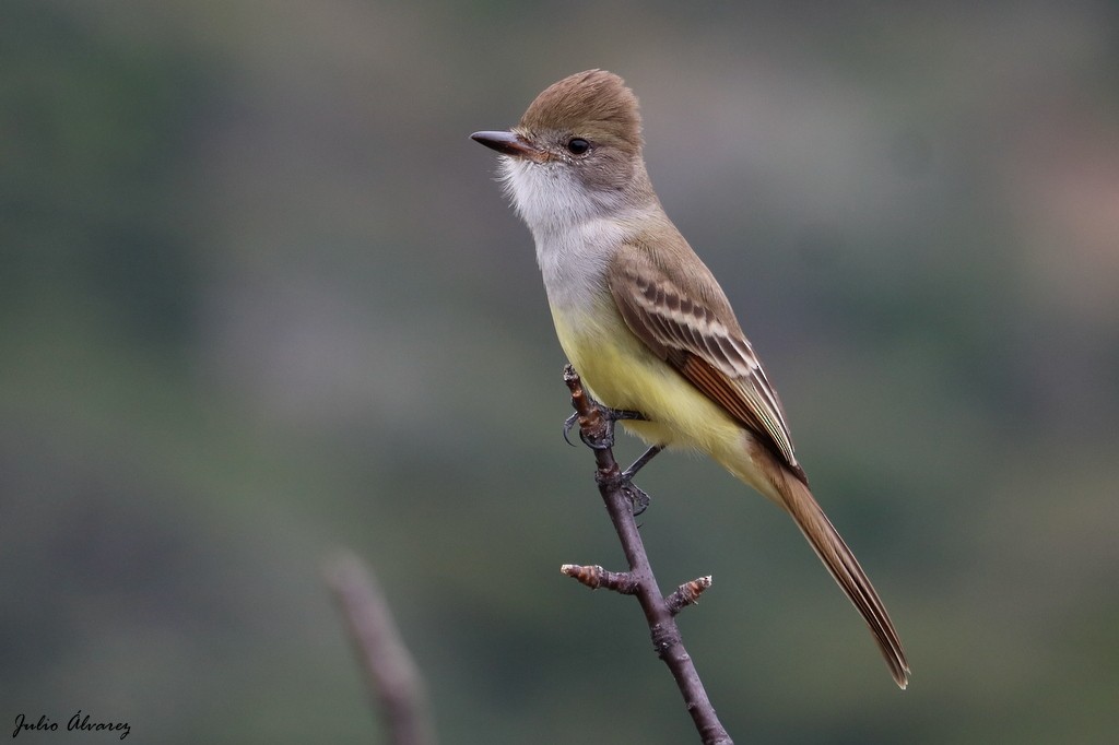 Nutting's Flycatcher - Julio Alejandro Alvarez Ruiz