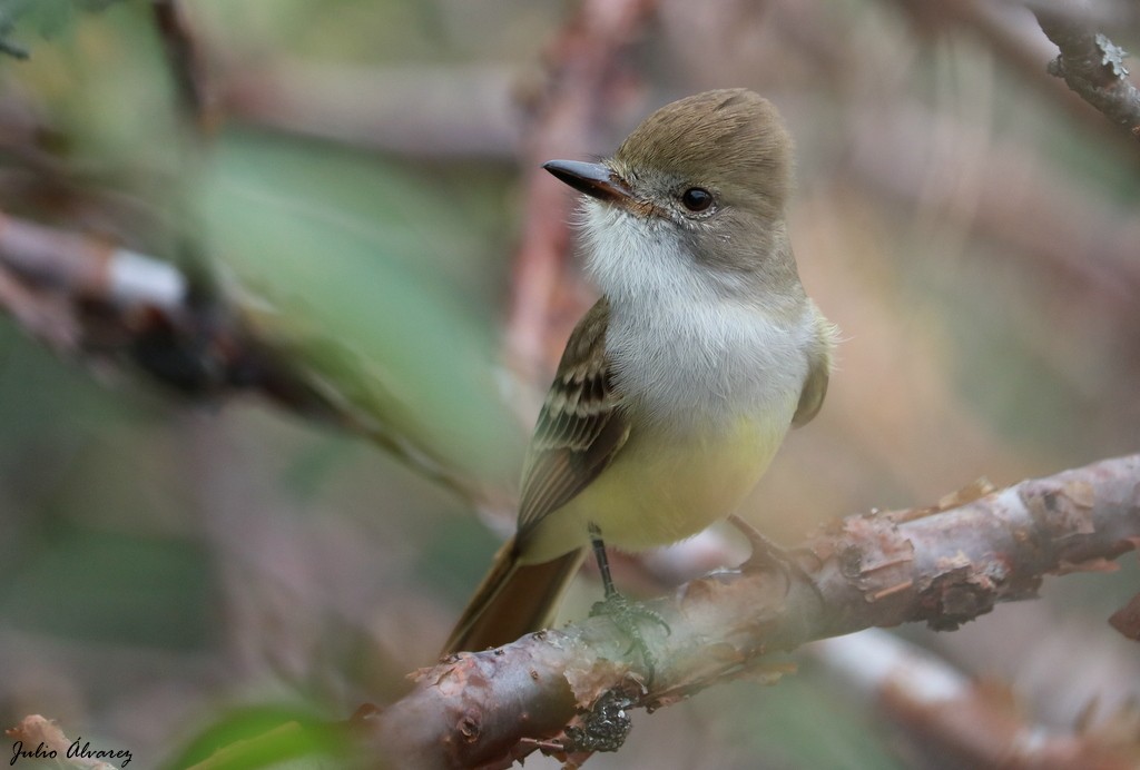 Nutting's Flycatcher - ML612690081