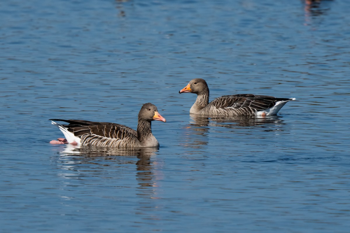 Graylag Goose - ML612690086