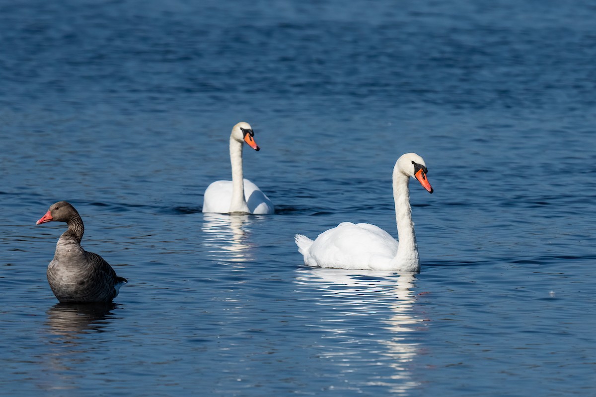 Mute Swan - ML612690087