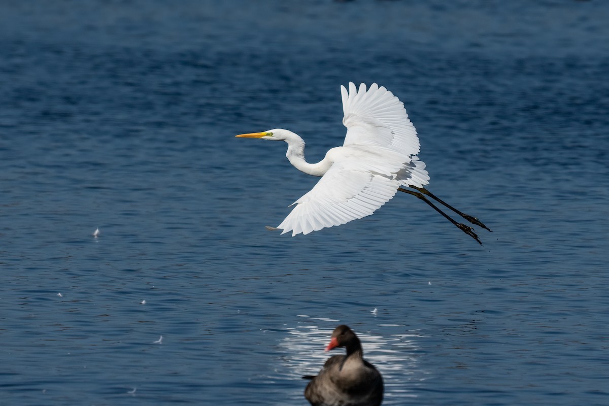 Great Egret - ML612690093