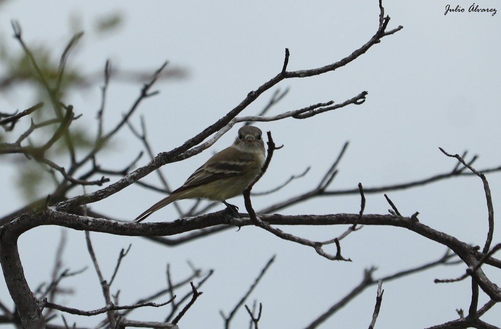 Gray Flycatcher - Julio Alejandro Alvarez Ruiz