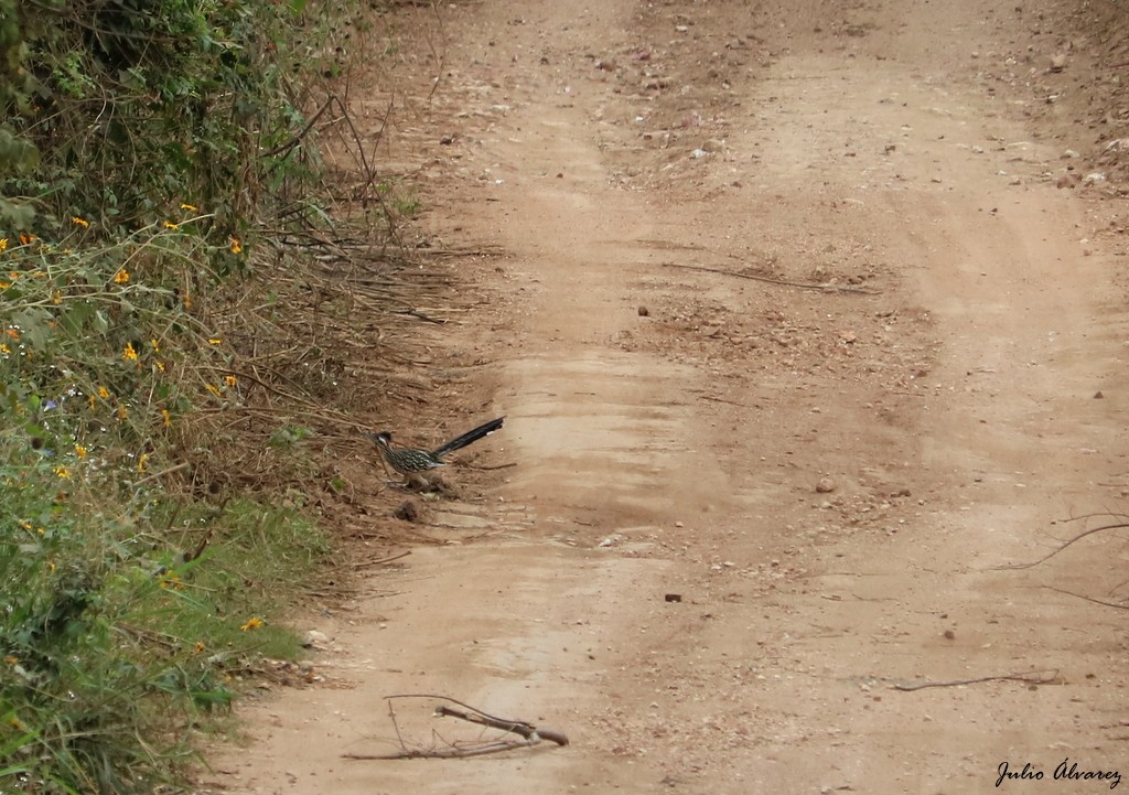 Greater Roadrunner - ML612690099