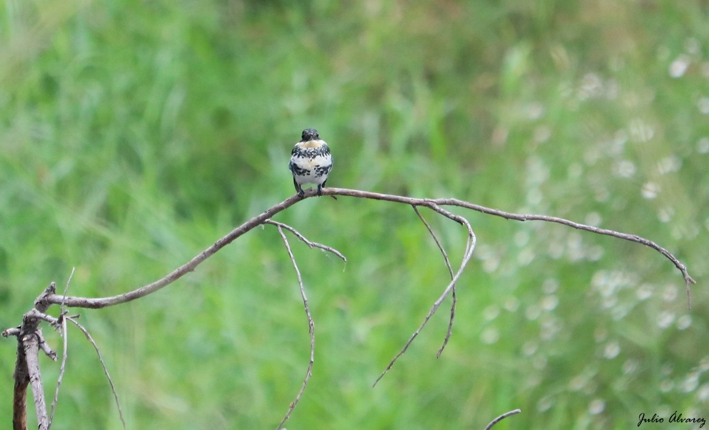 Green Kingfisher - ML612690109