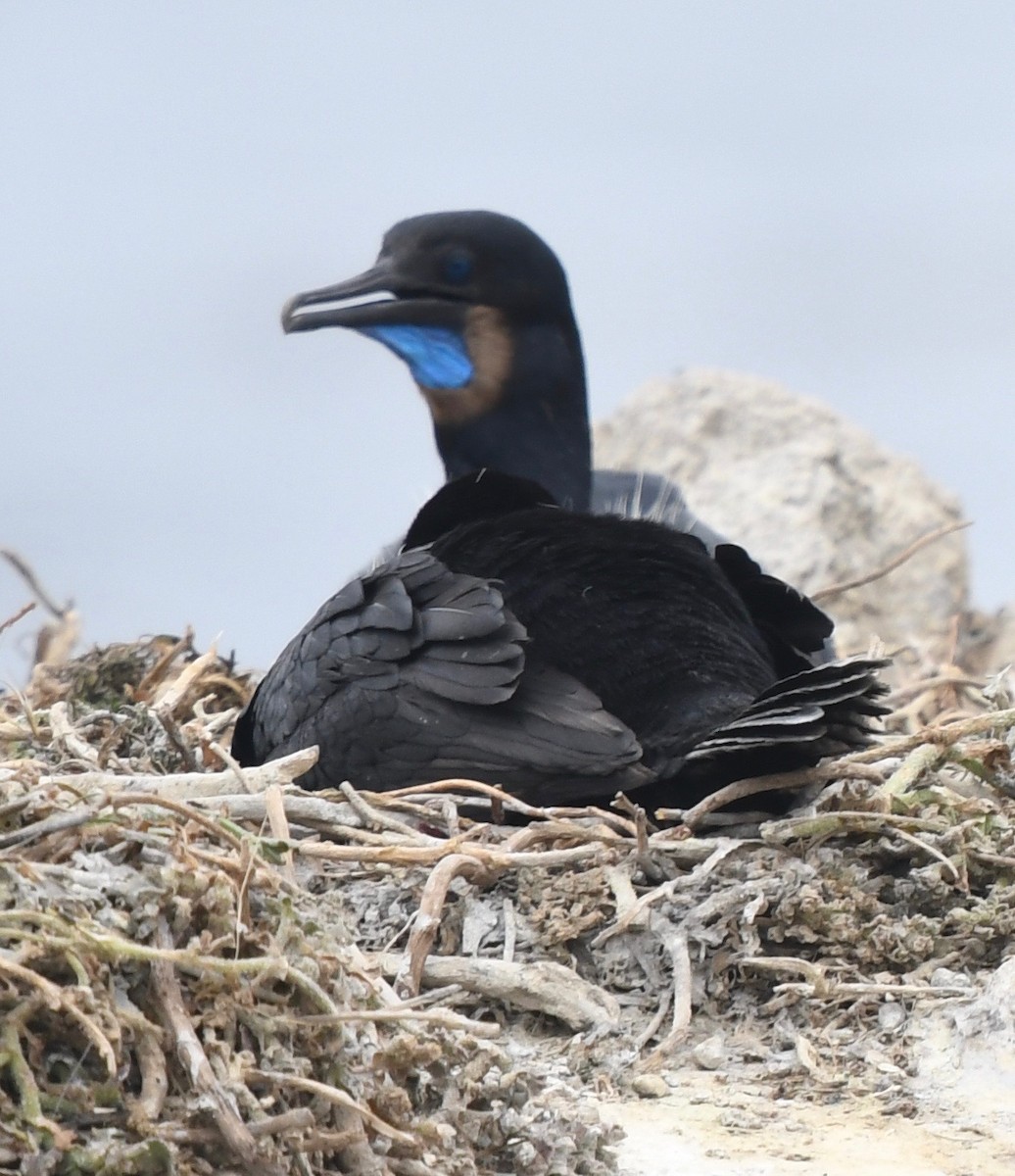 Brandt's Cormorant - ML61269011