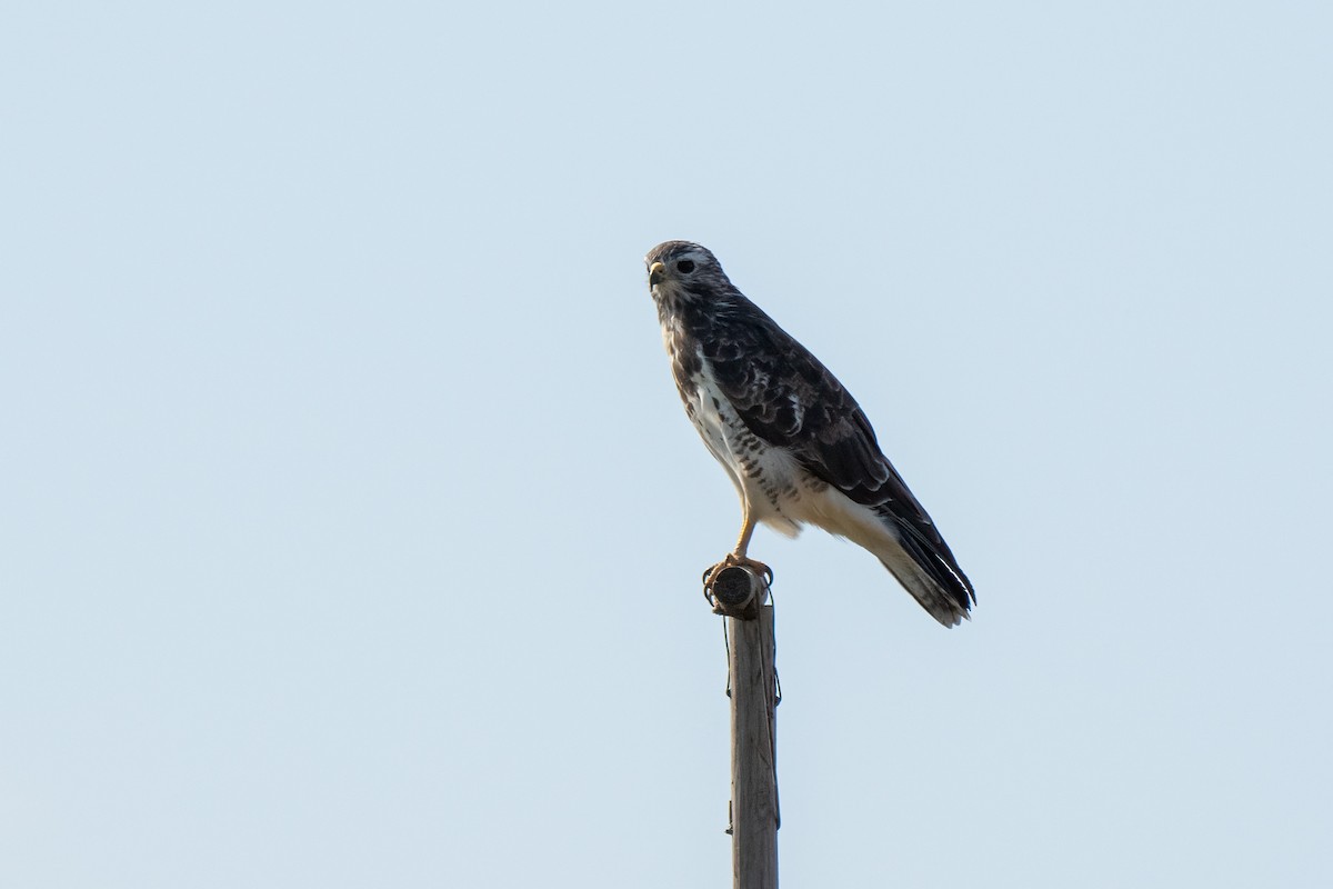 Common Buzzard - ML612690111