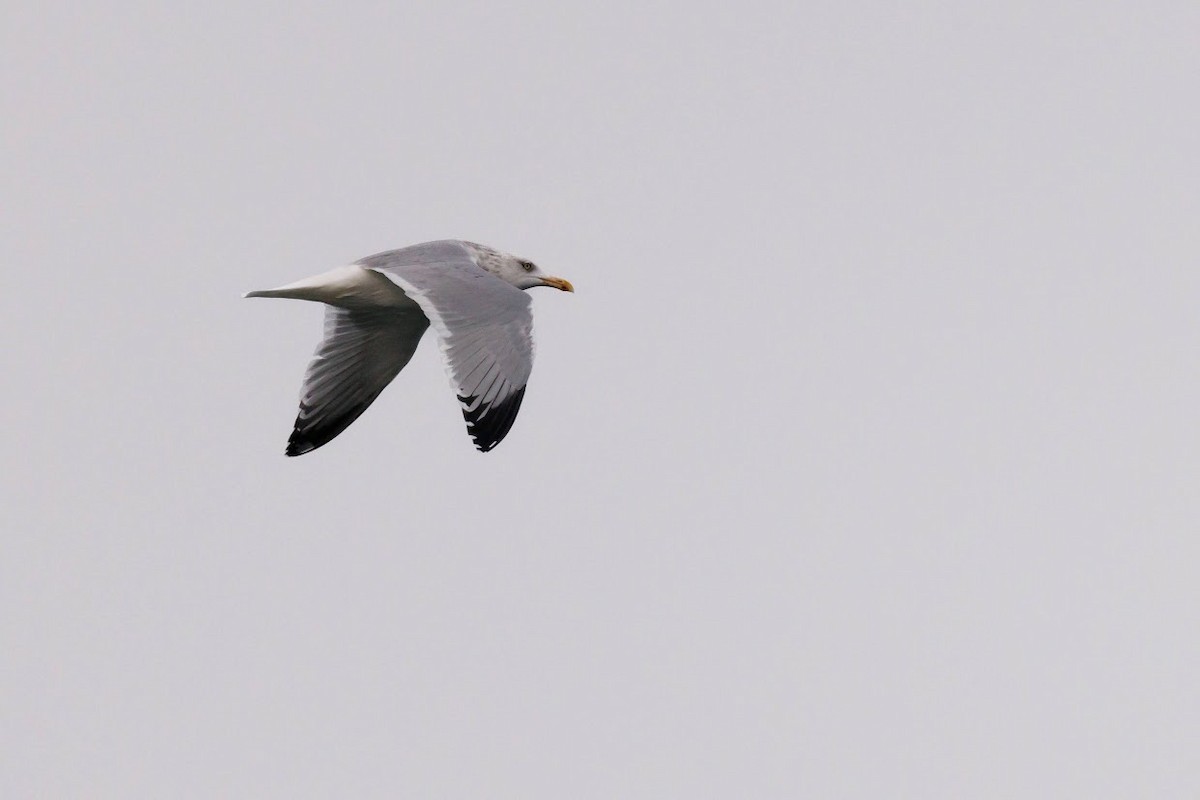 Gaviota Argéntea - ML612690122