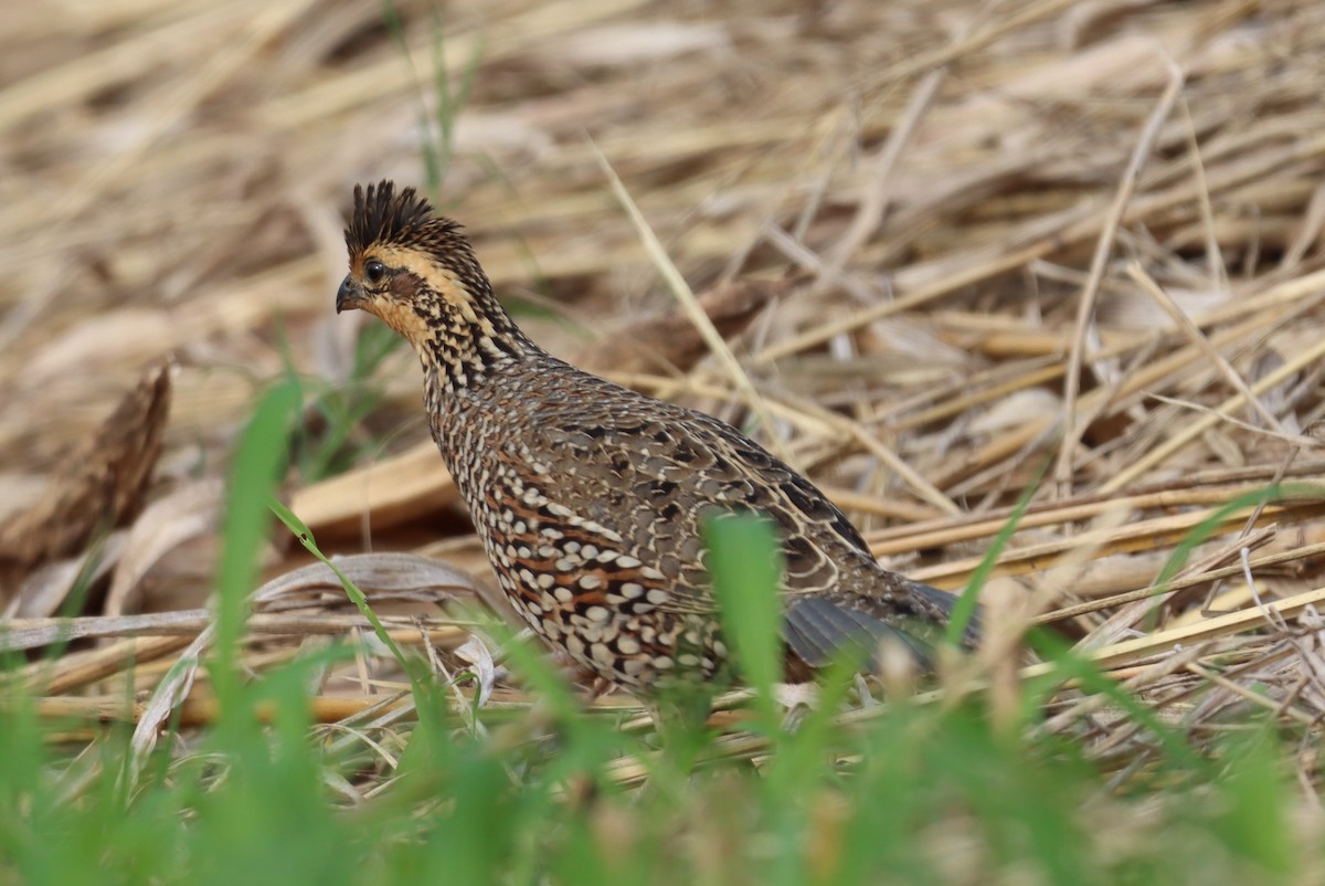 Northern Bobwhite (pectoralis Group) - ML612690147