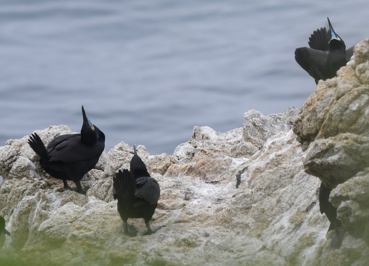 Brandt's Cormorant - ML61269021