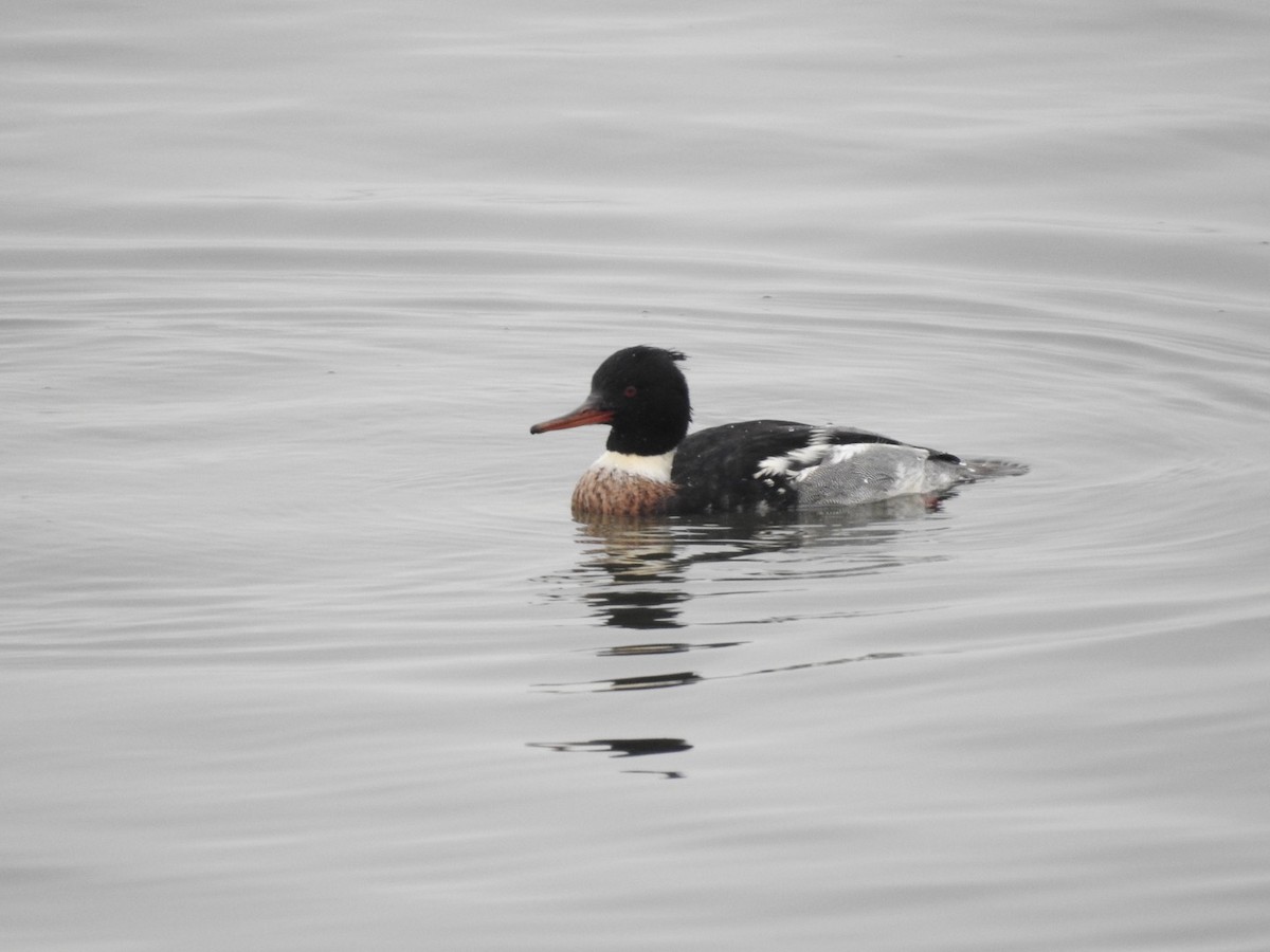 Red-breasted Merganser - ML612690244