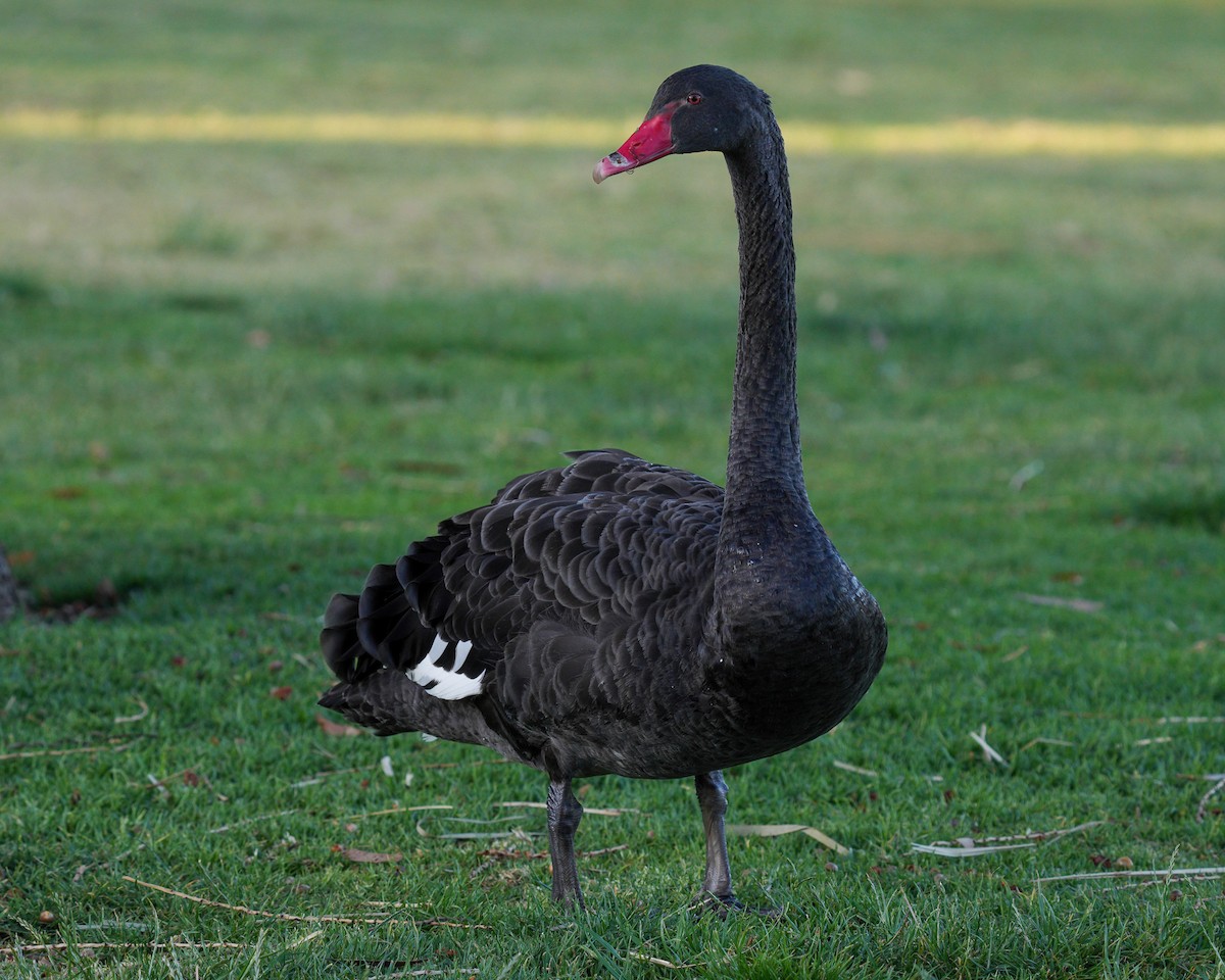 Black Swan - ML612690264