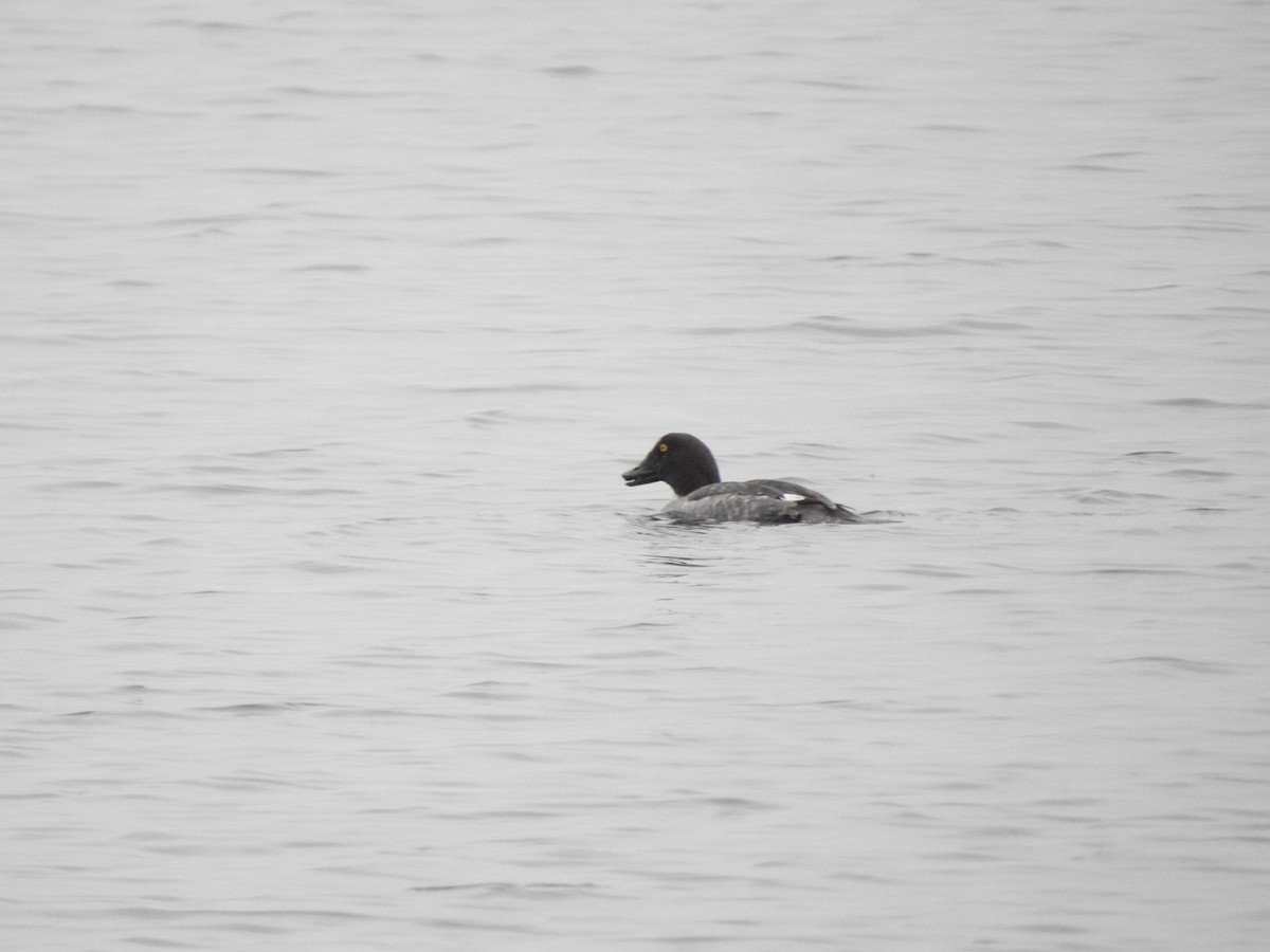 Common Goldeneye - ML612690270