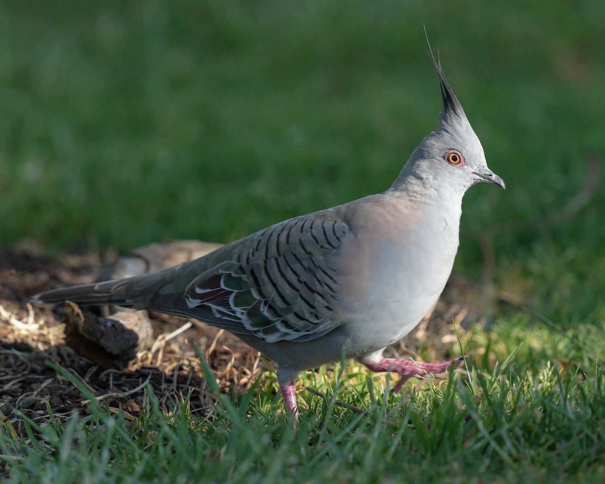 Crested Pigeon - Chung Cheong  Wong
