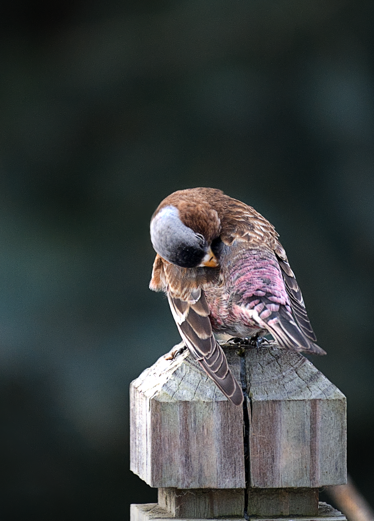 Gray-crowned Rosy-Finch - ML612690302