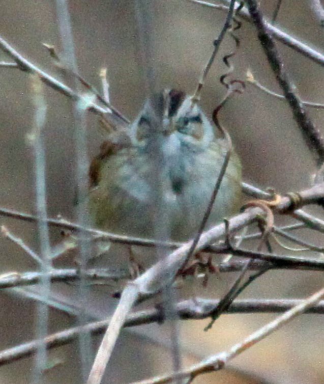 Карнатка білоброва - ML612690506