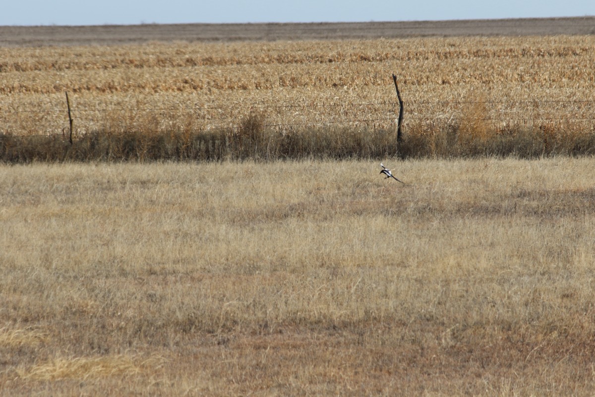 Black-billed Magpie - Corey Entriken