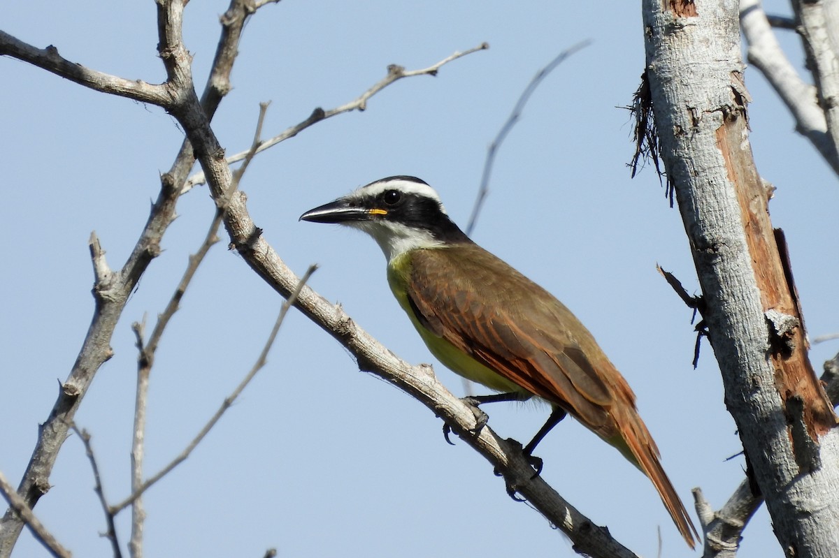 Bienteveo Común - ML612690580