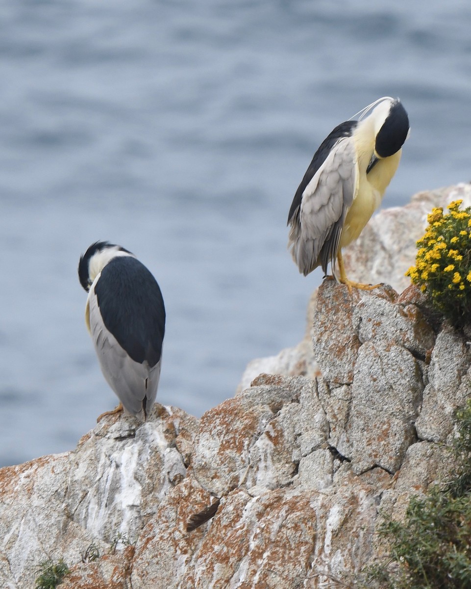 Black-crowned Night Heron - ML61269061