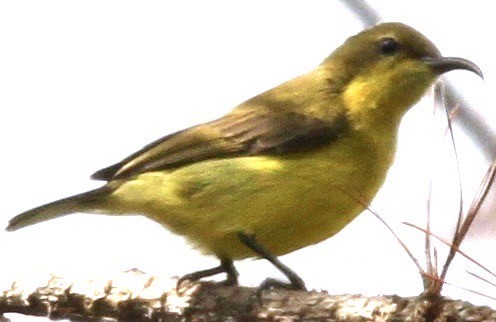 Garden Sunbird - ML612690732