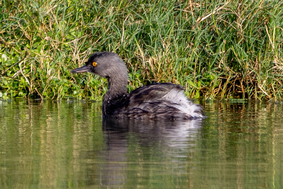 Least Grebe - ML612690744