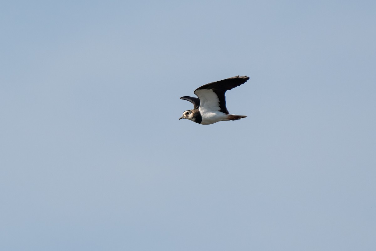 Northern Lapwing - Andrea C