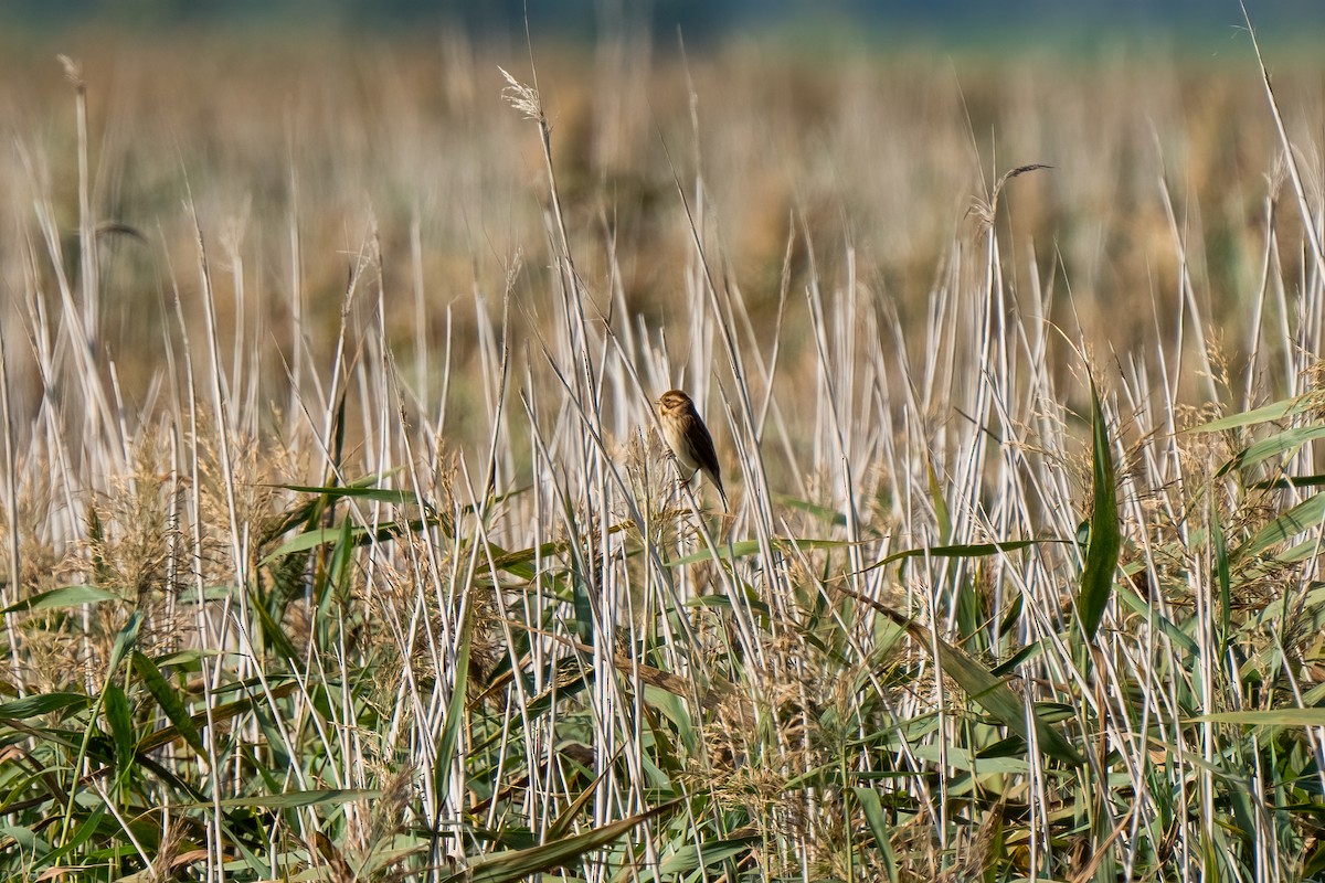 Reed Bunting - Andrea C