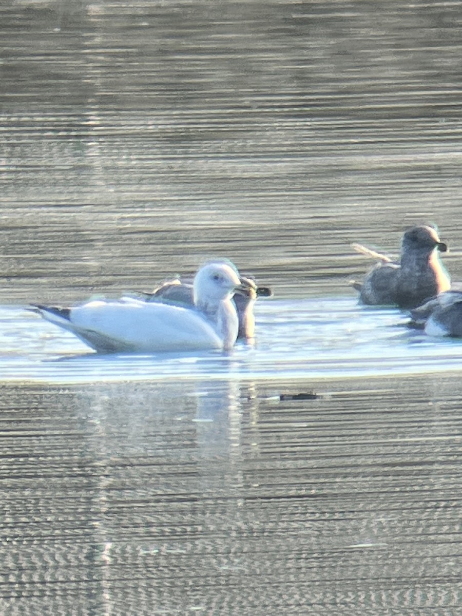 American Herring Gull - ML612690766