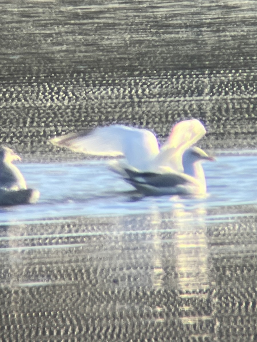 American Herring Gull - ML612690767