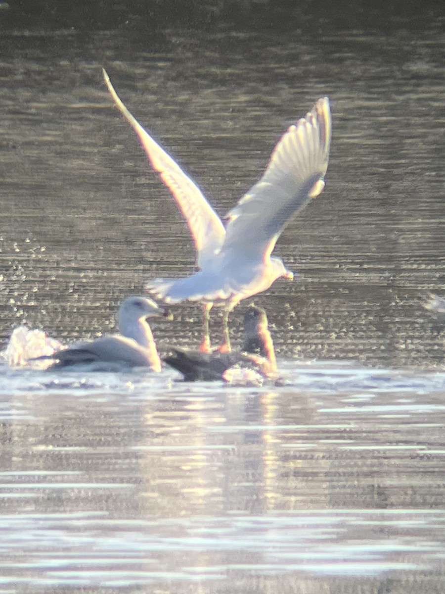American Herring Gull - ML612690768