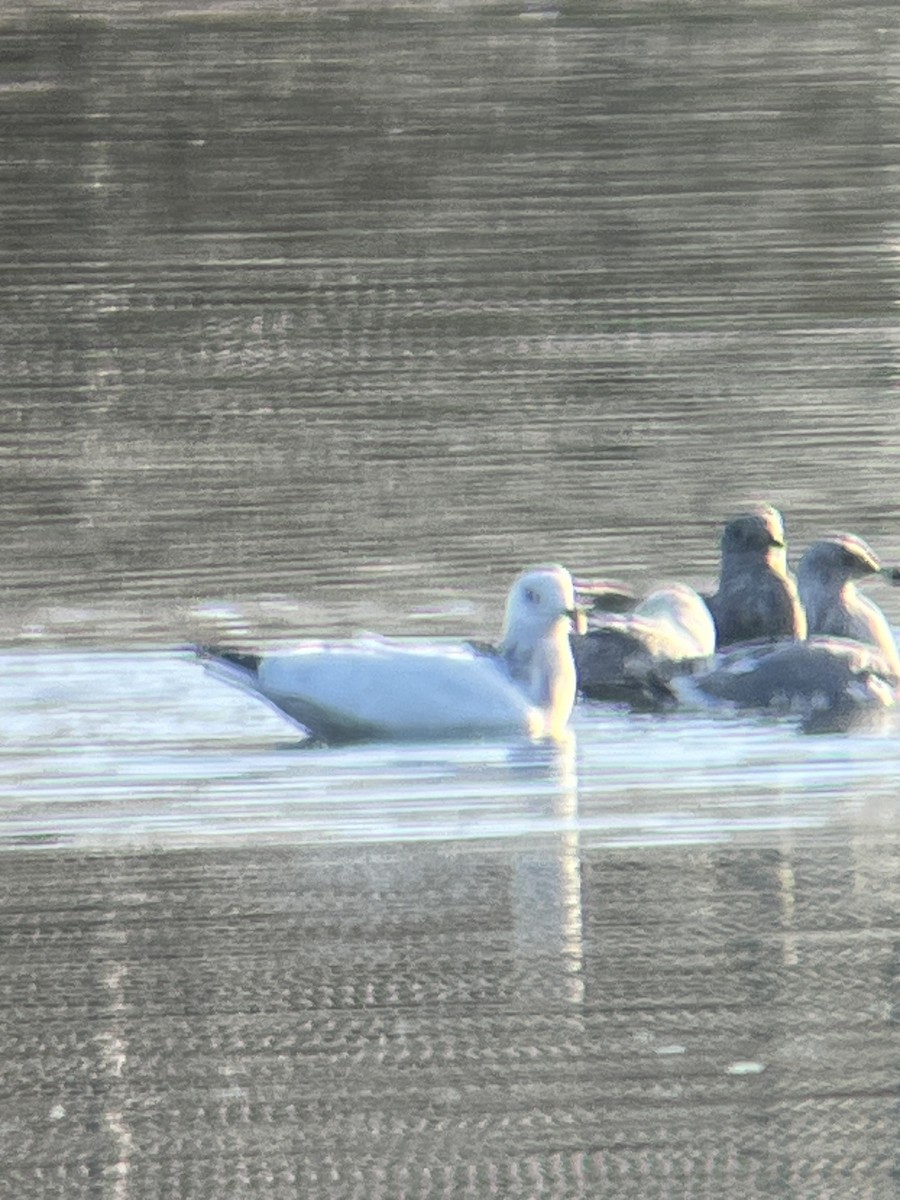 American Herring Gull - ML612690769