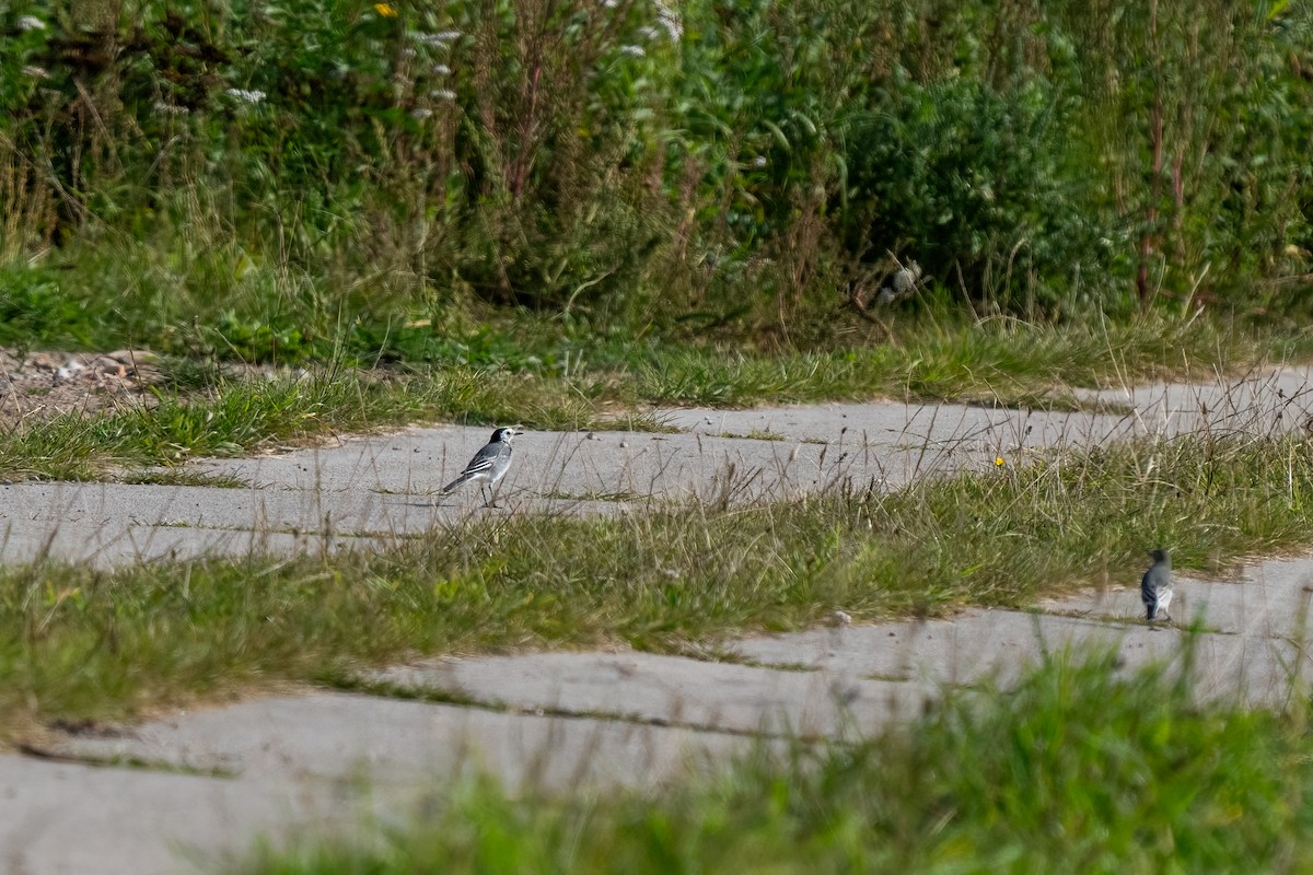 White Wagtail - Andrea C