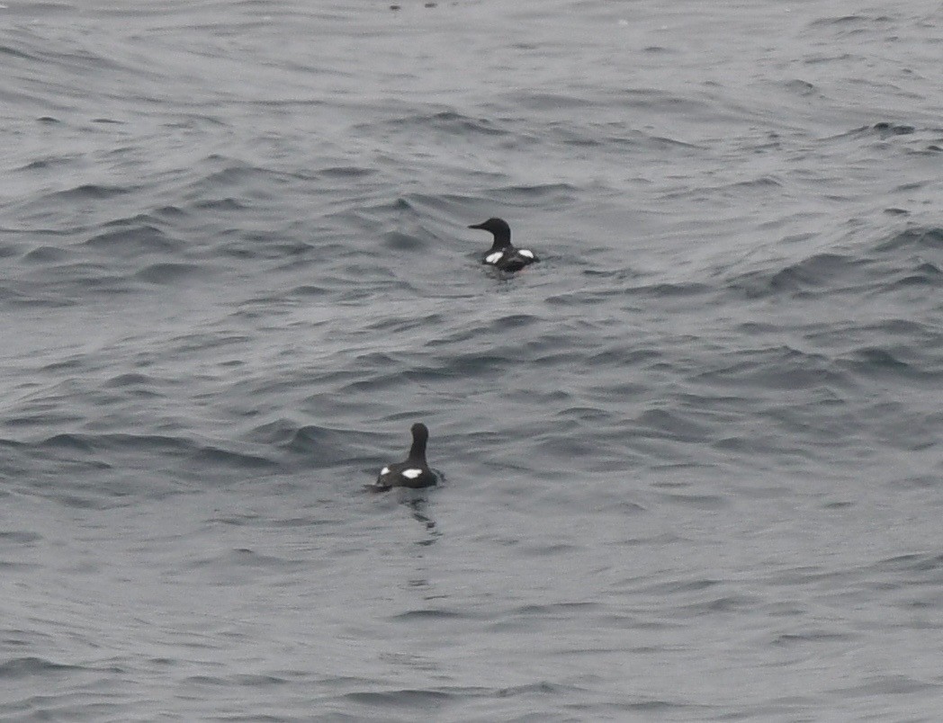 Pigeon Guillemot - ML61269081