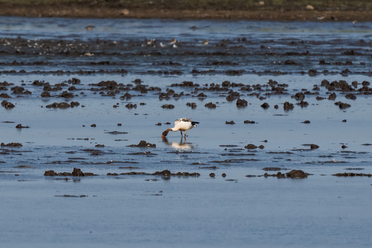 Common Shelduck - ML612690811