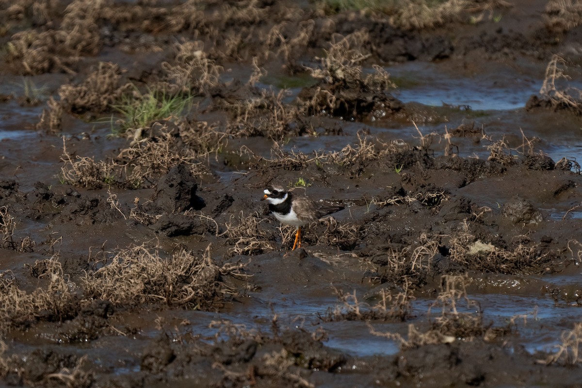 Common Ringed Plover - Andrea C