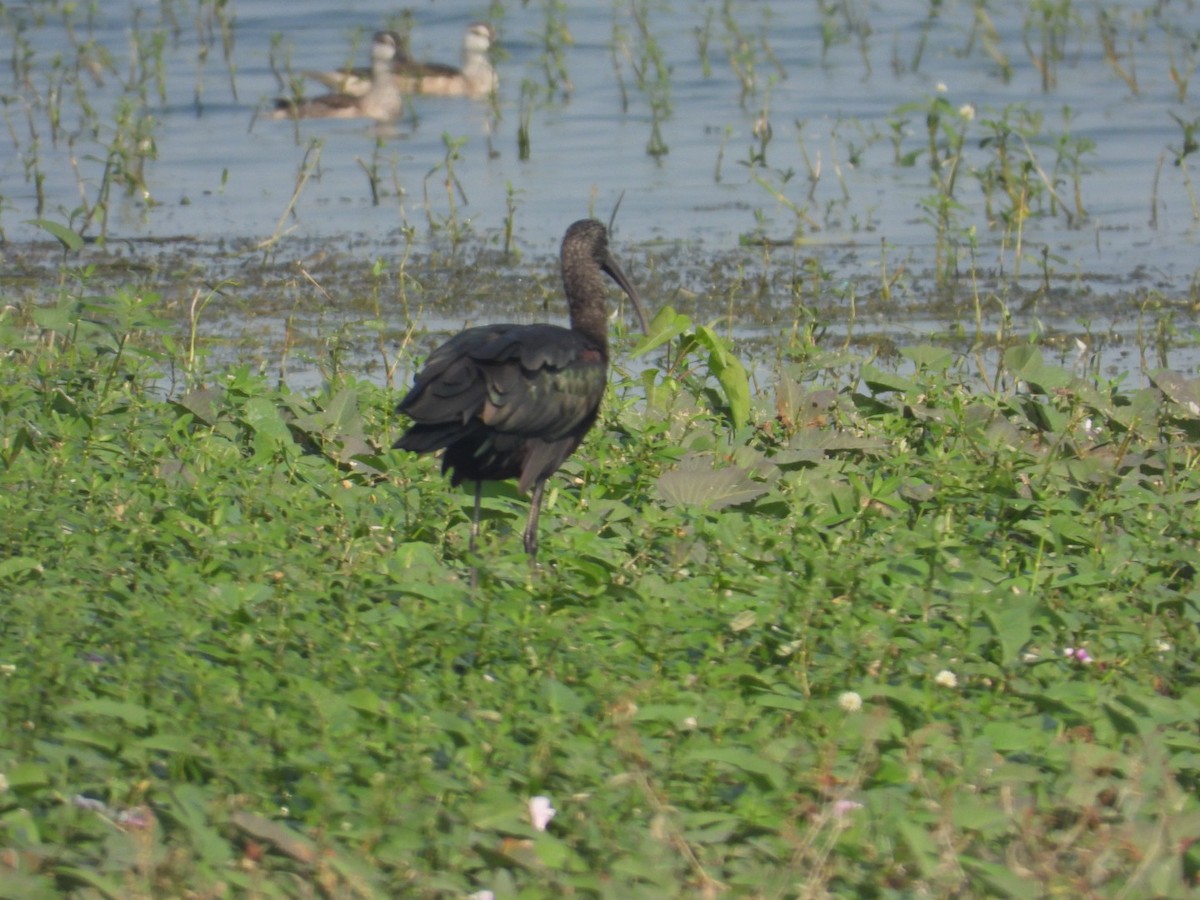 ibis hnědý - ML612690897