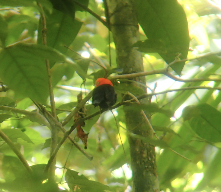 Red-capped Manakin - ML612690901