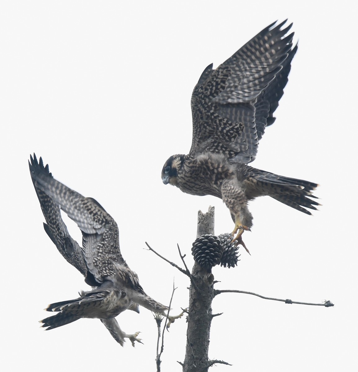 Peregrine Falcon - ML61269091