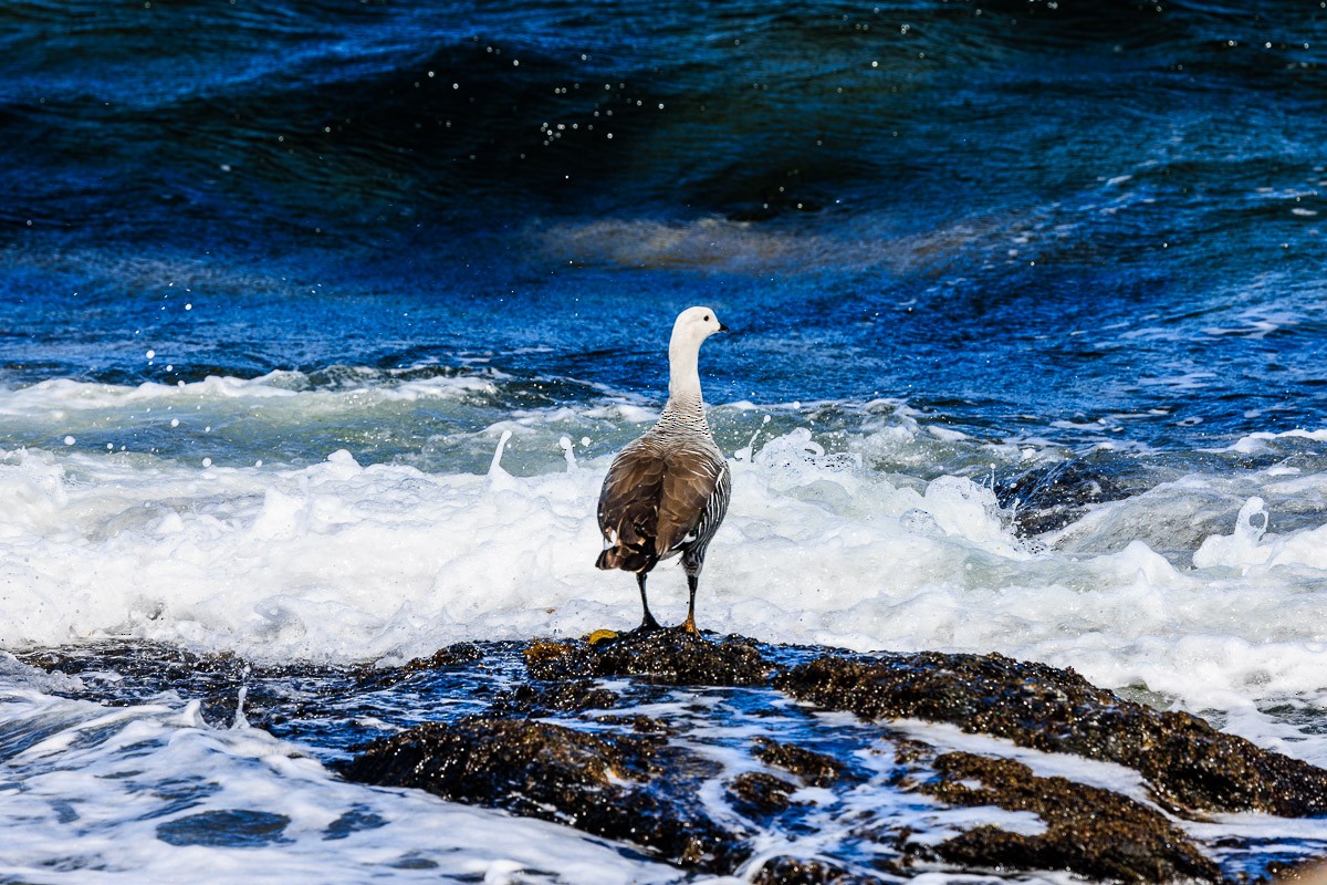 Upland Goose - Wai Lee