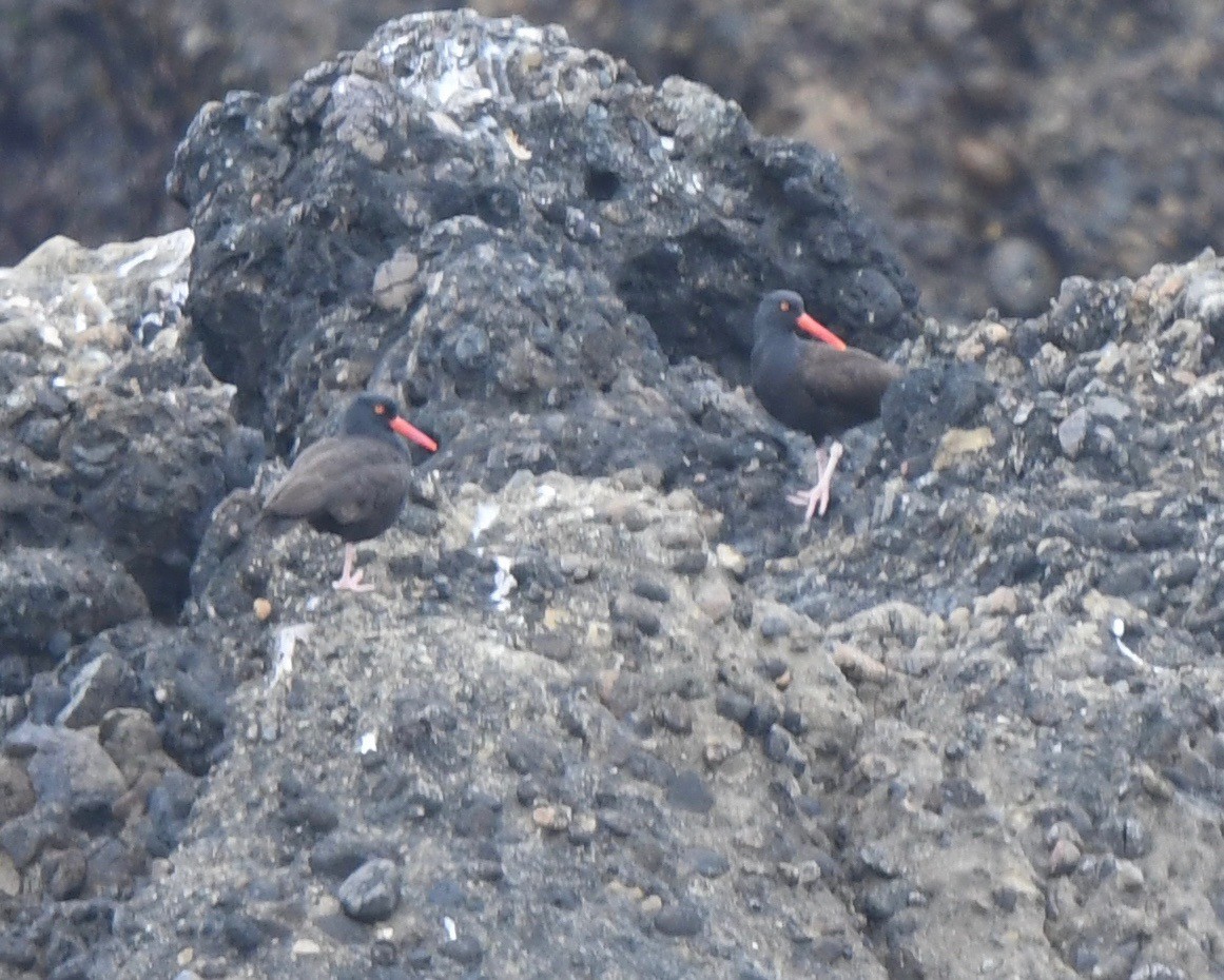 Black Oystercatcher - ML61269101