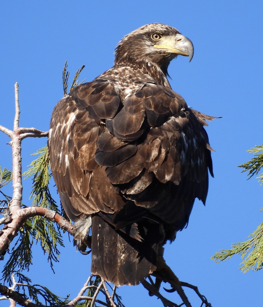 Bald Eagle - ML612691059