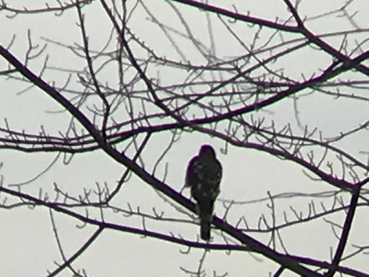 Cooper's Hawk - Joe Papp