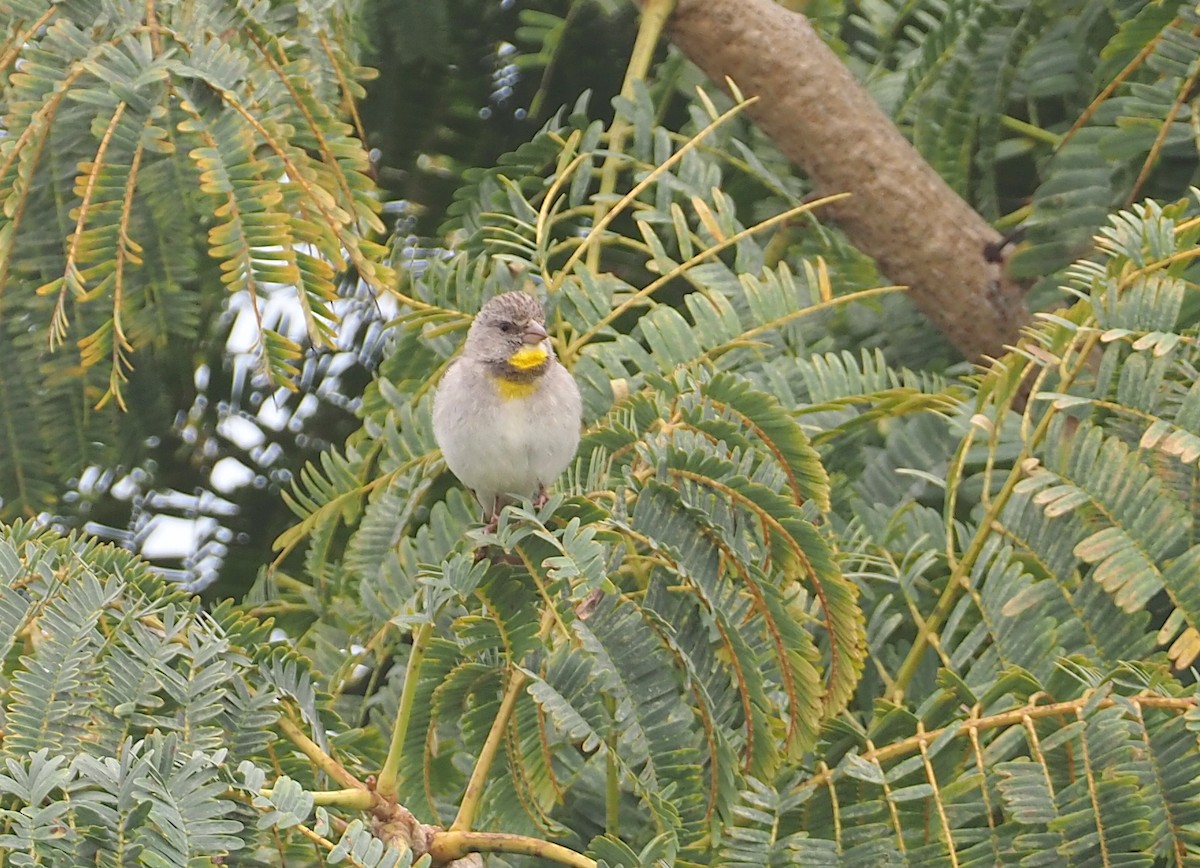 Salvadori's Serin - Stephan Lorenz