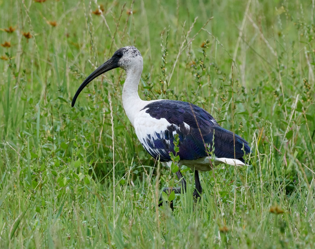 Threskiornithidae sp. (ibis sp.) - ML612691152