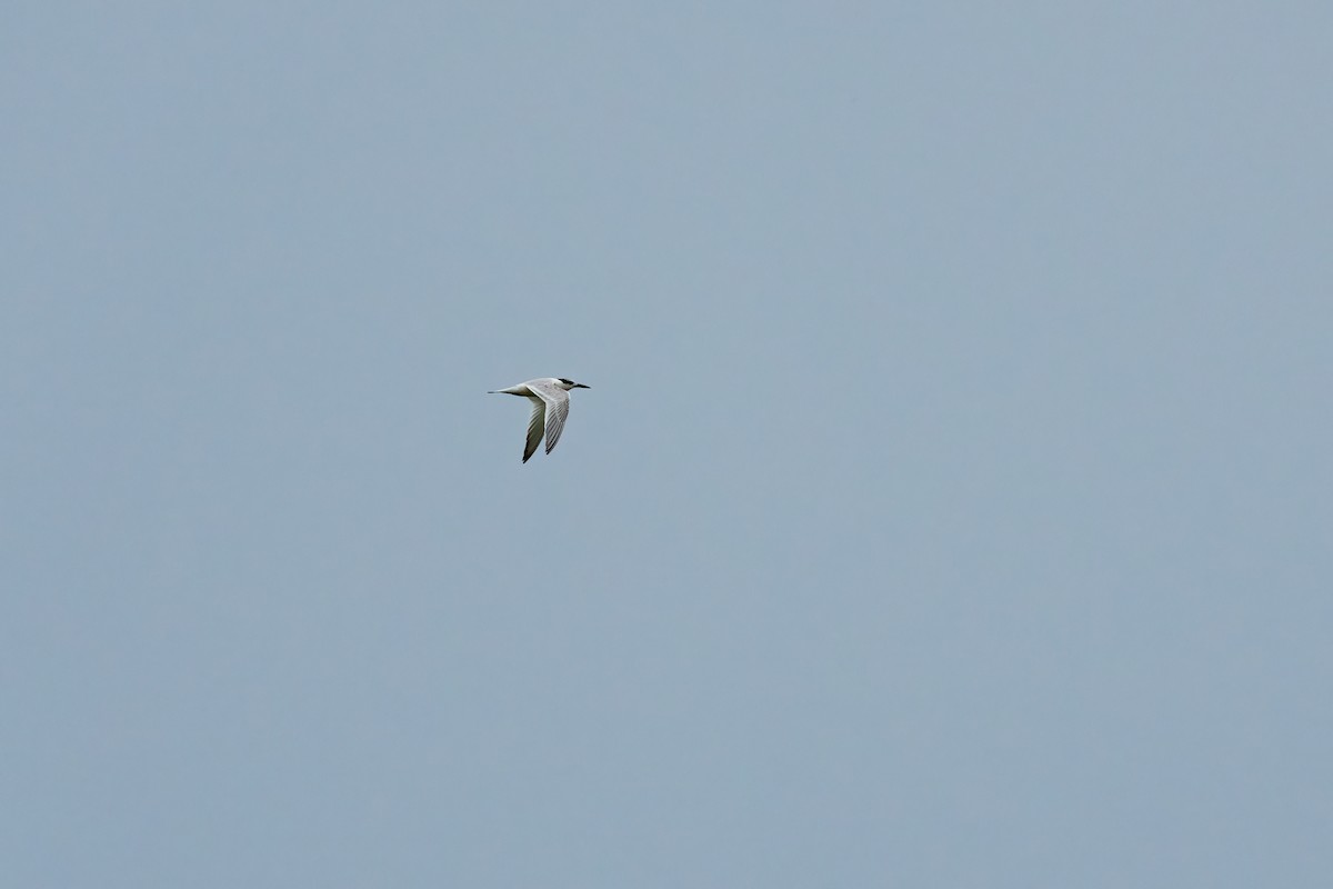 Sandwich Tern - ML612691154