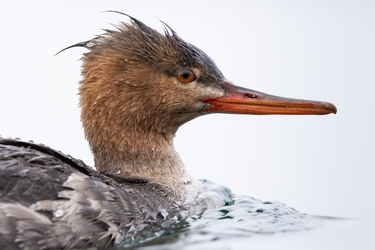 Red-breasted Merganser - ML612691167