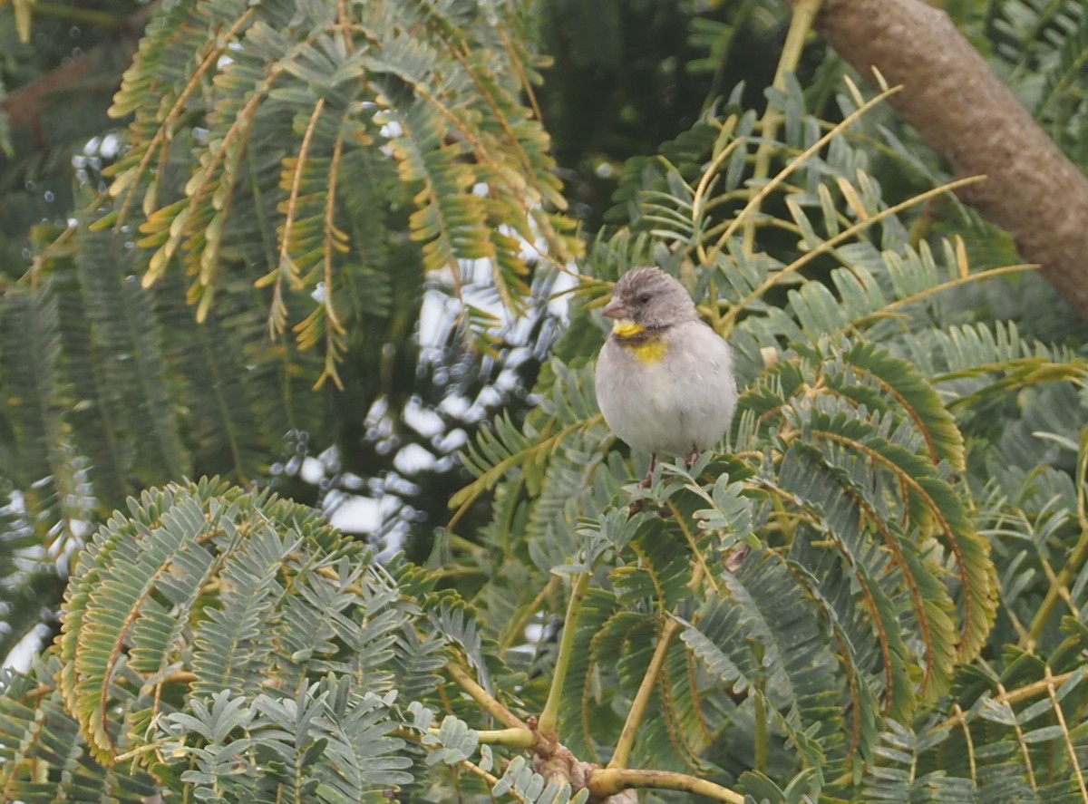 Salvadori's Serin - Stephan Lorenz