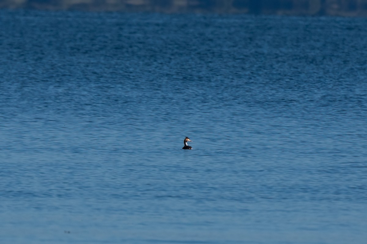 Great Crested Grebe - ML612691217